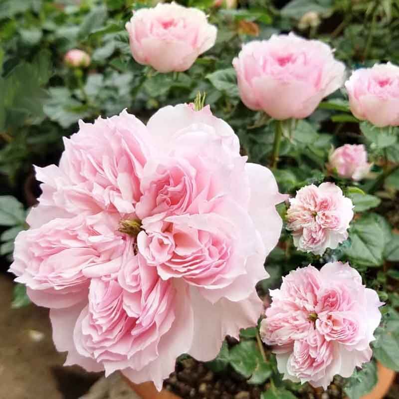 Сесиль де Воланж (CECIL DE VOLANGES)