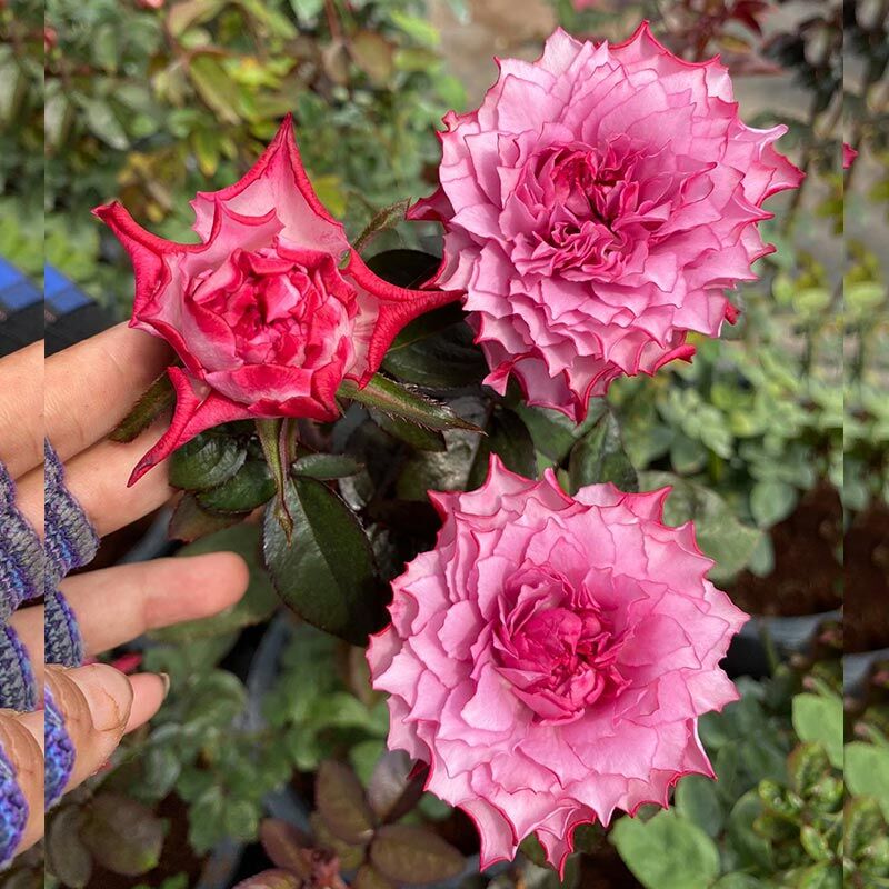 Хирари (Hirari)