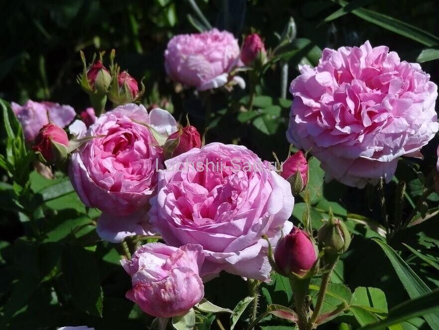 Комт де Шамбор (Comte de Chambord)