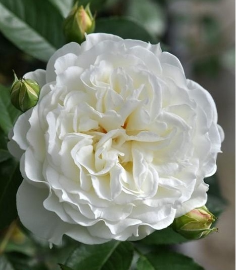 Сур ла Нейдж (Sur la Neige)