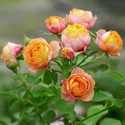 Бэби Романтика (Baby Romantica)