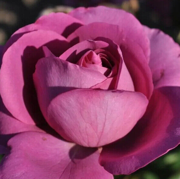 Водаком (Vodacom)