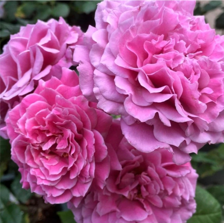 Юмемурасаки (Yumemurasaki)