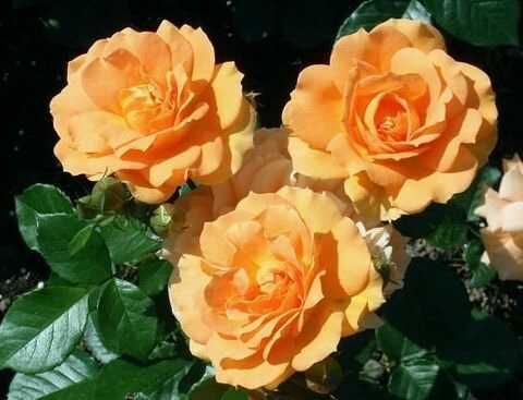 Голден Эльза (Goldelse)