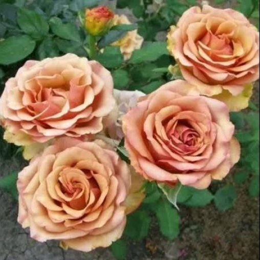 Роза Марракеш (Marrakech)