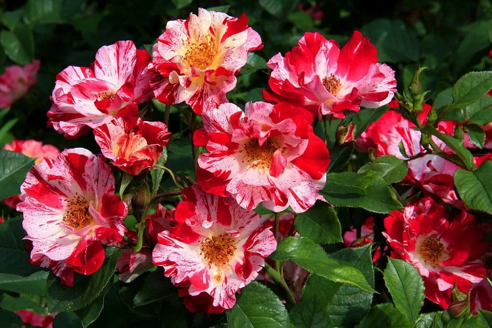 Форт оф джули (Fourth of July)она же ( Crazy for You, Hanabi)