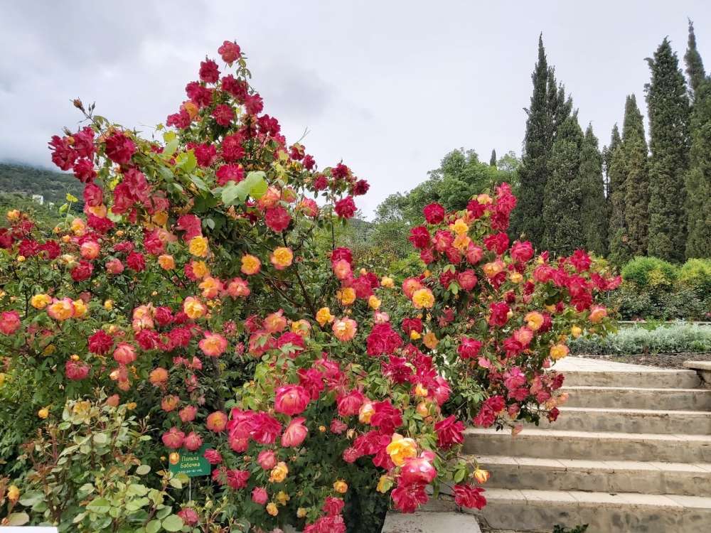 Полька Бабочка (Polka Babochka)