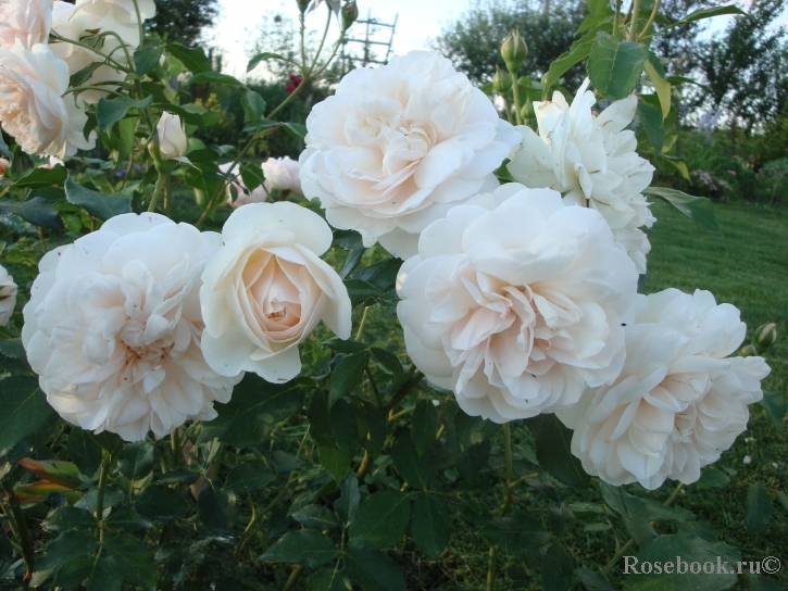 Личфилд Энджел (Lichfield Angel)