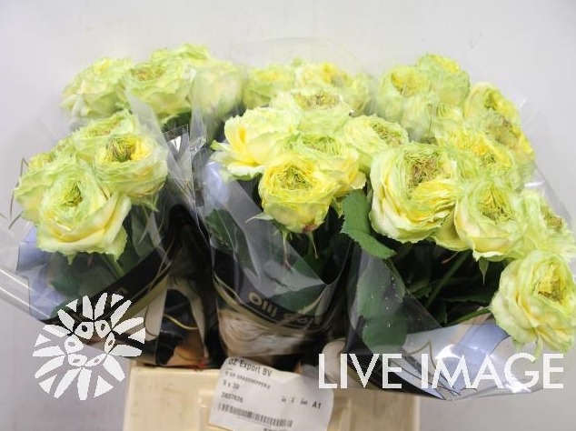 Грассхоппер, Grasshopper