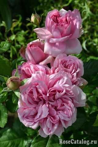 Роза Помпадур (Pompadour)