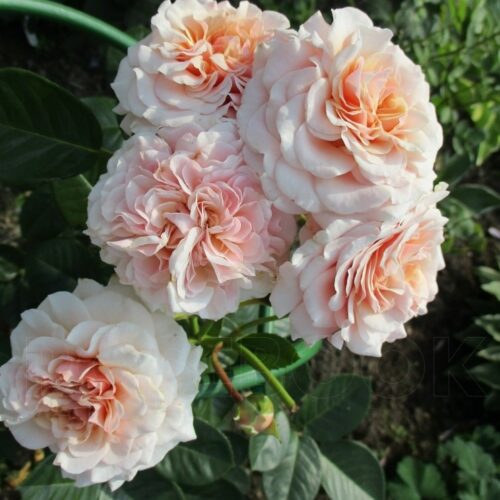 Марлен Шарелл (Marlene Charell)