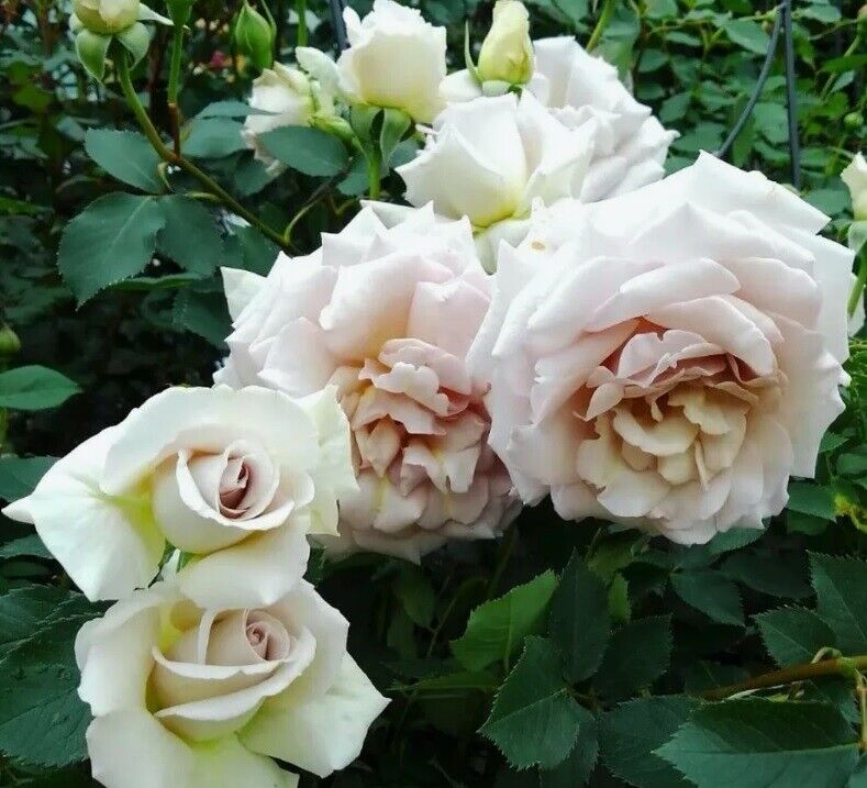 Даймонд Грей (Diamond Gray)