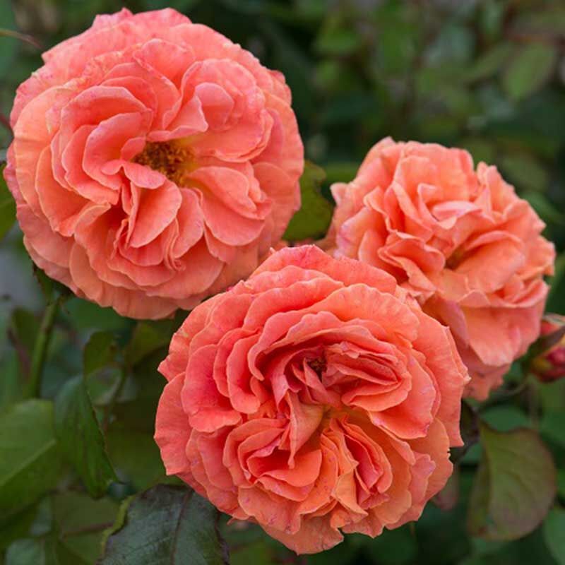 Таттон (Tatton)