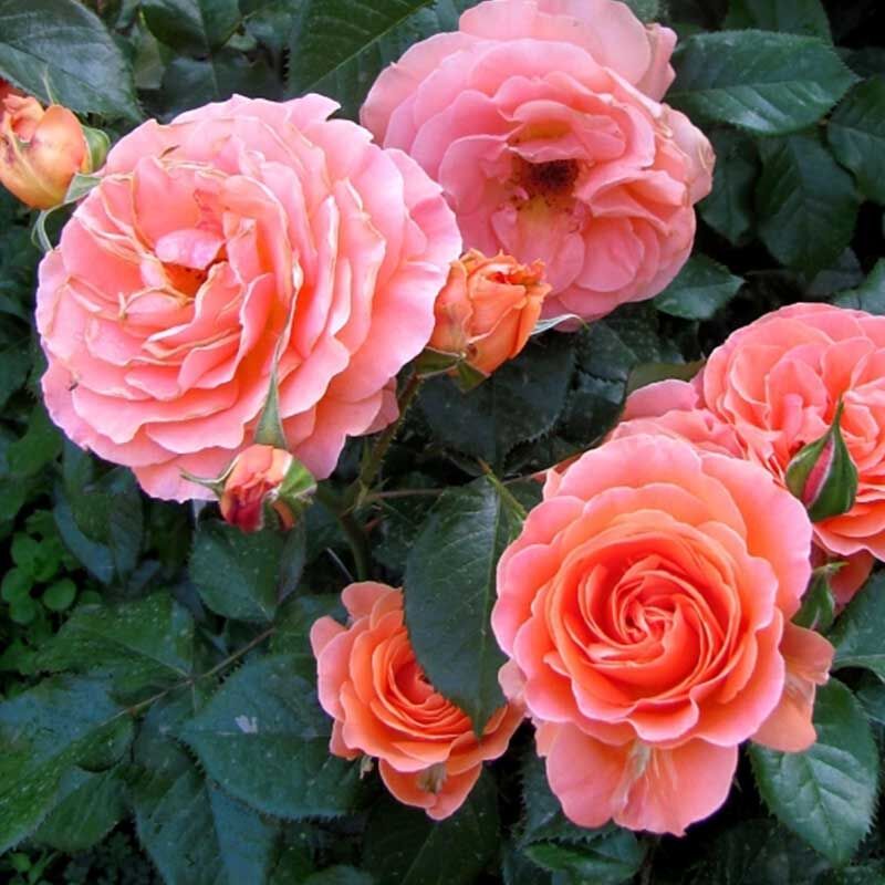 Таттон (Tatton)