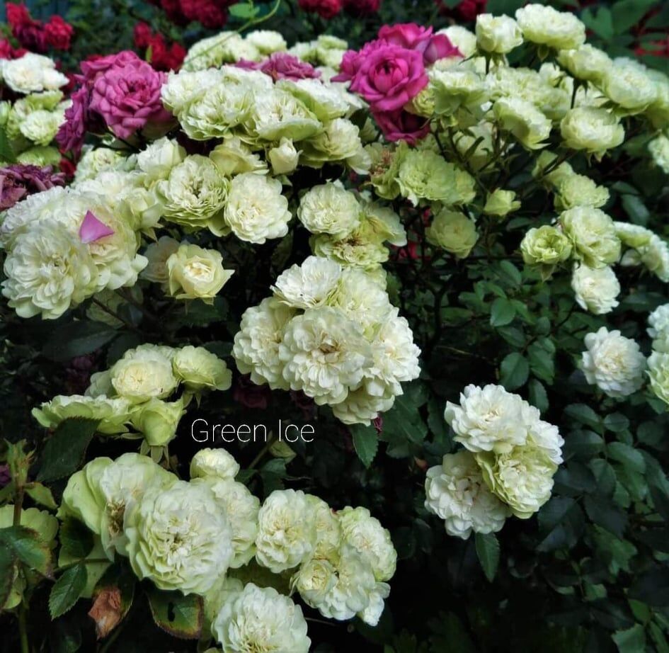 Грин Айс (Green Ice)