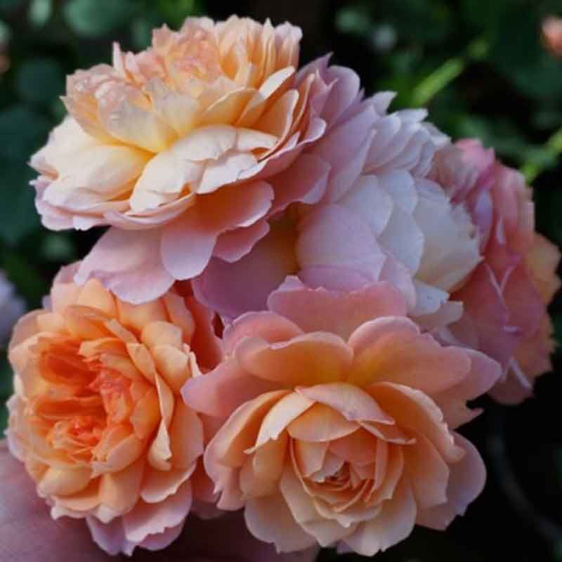 Андрэ Тюрка (Andre Turcat)