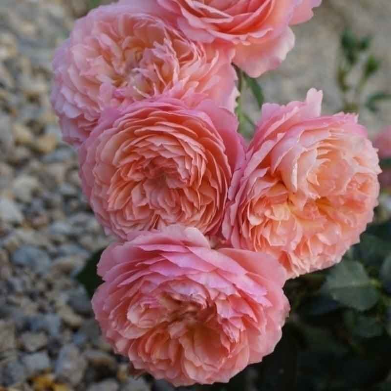 Андрэ Тюрка (Andre Turcat)