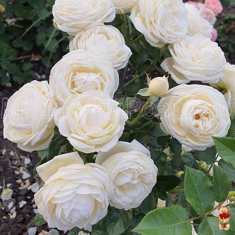 Артемис (Artemis)