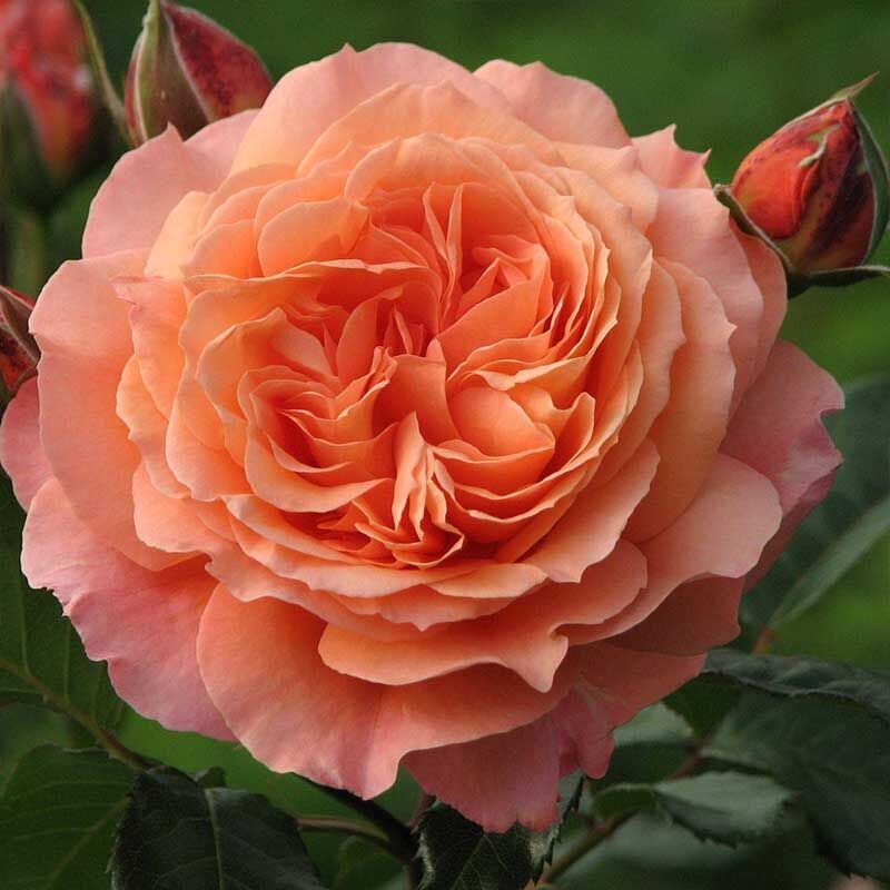 Бельведер (Belvedere)