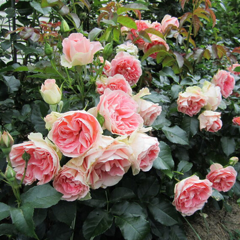 Джет Сет» (Jet Set)