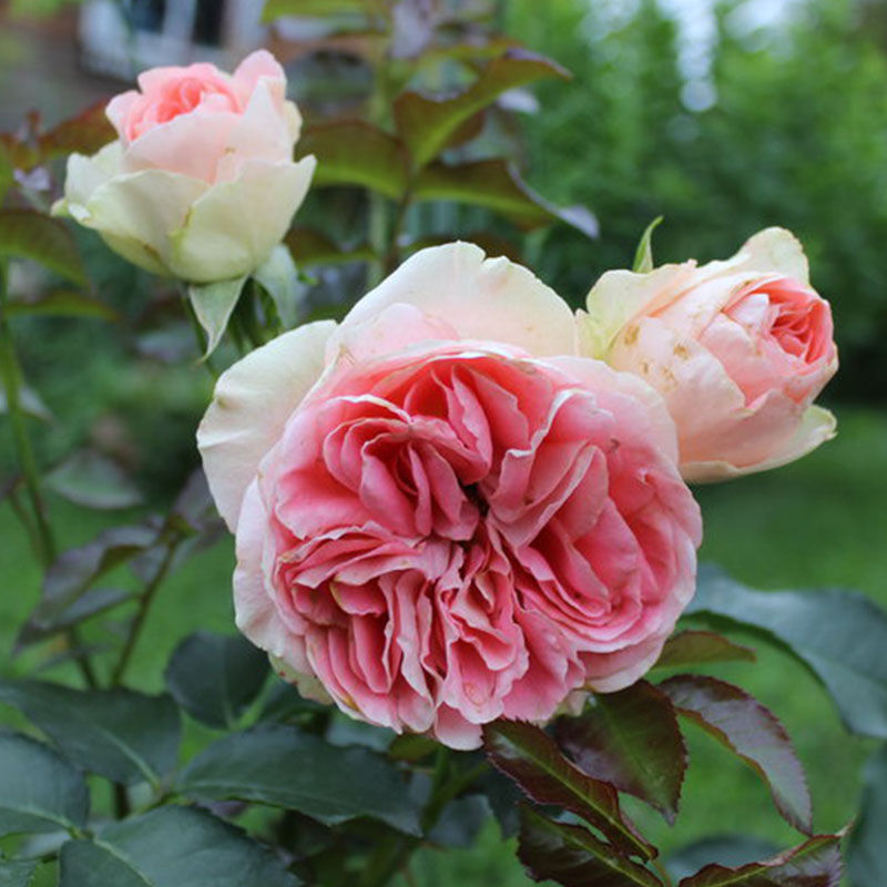 Джэт Сэт (Jet Set)