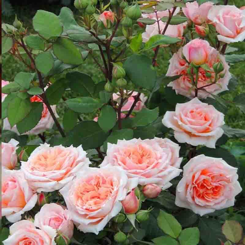 Поль Бокюз (Paul Bocuse)