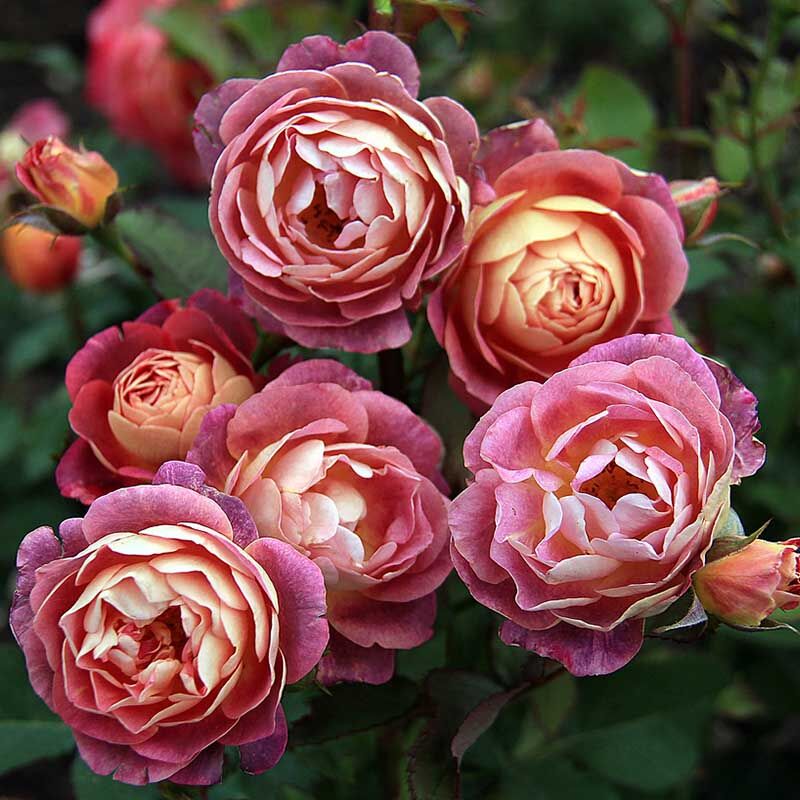 Приер де Сан Косм (Prieure de St Cosme)