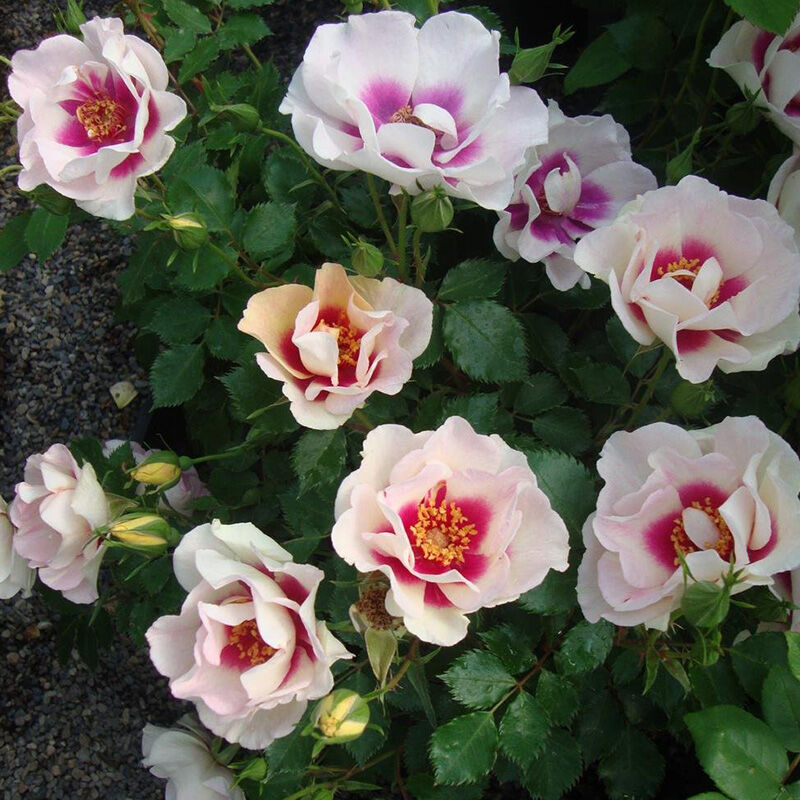 Буллс Айс (Bull's Eye)