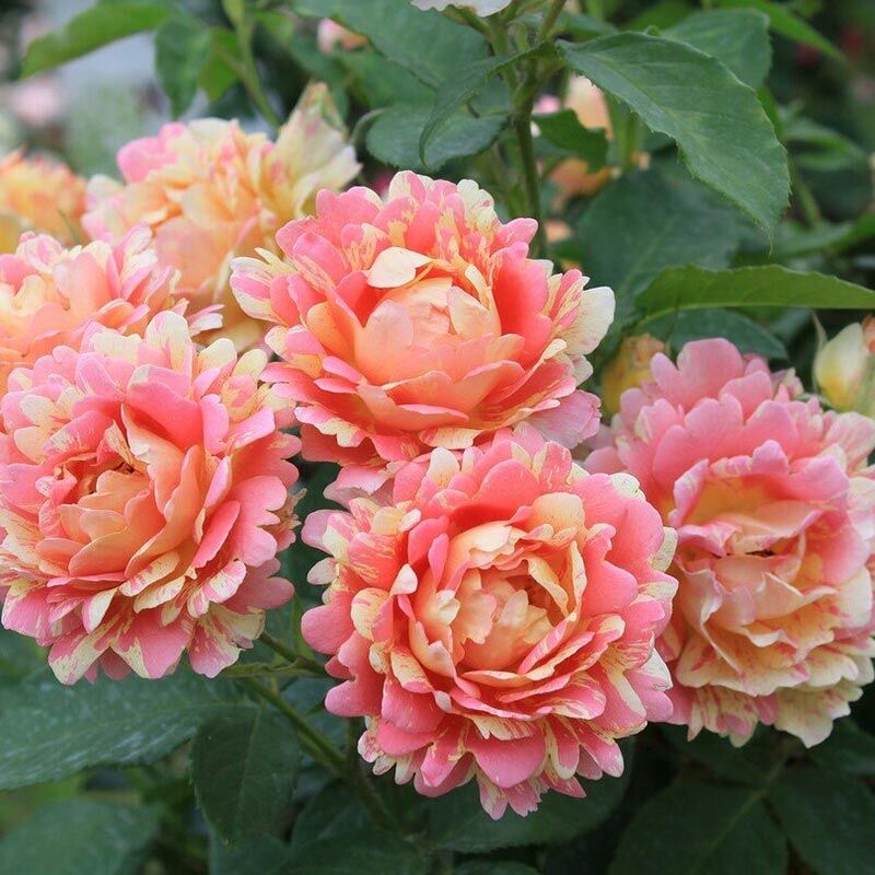 Роз дэ Цистерсьен (Rose des Cisterciens)