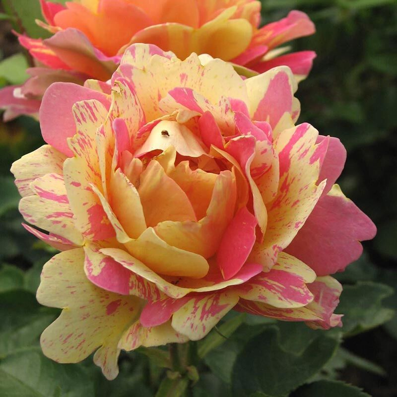 Роз дэ Цистерсьен (Rose des Cisterciens)