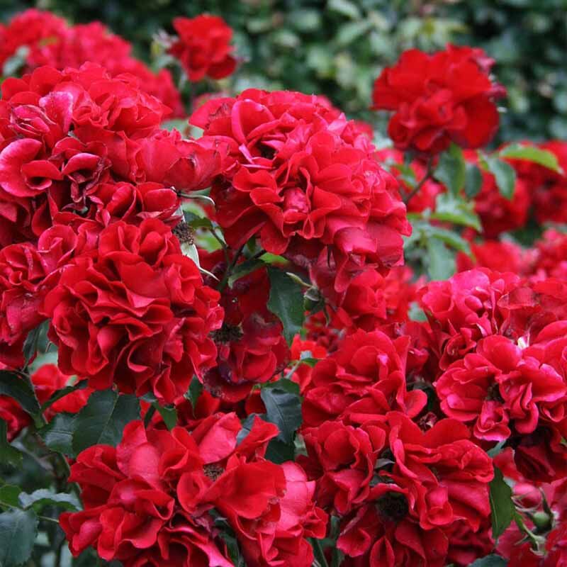 Ротер Корсар (Roter Korsar)