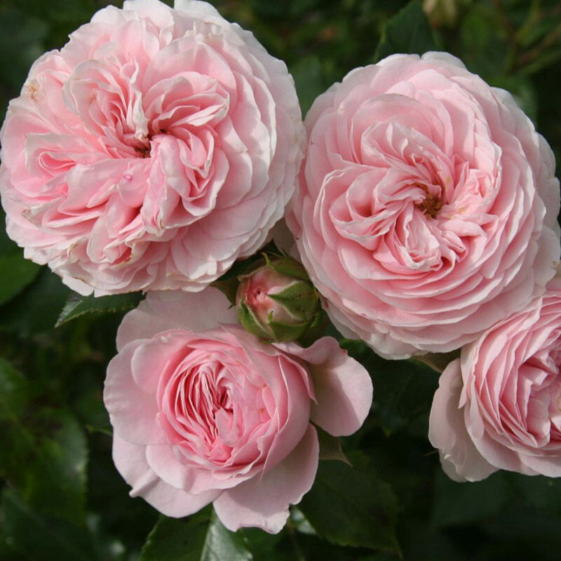 Ларисса (Larissa)