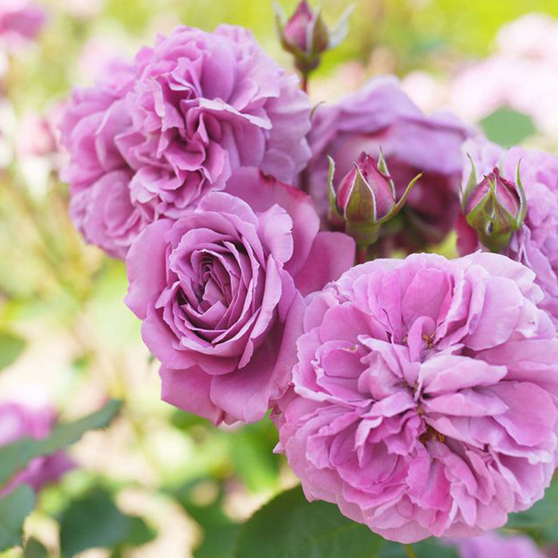 Лилак Топаз (Lilac Topaz)