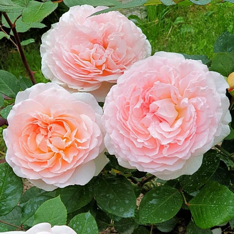 Мархенцаубер (Marchenzauber)