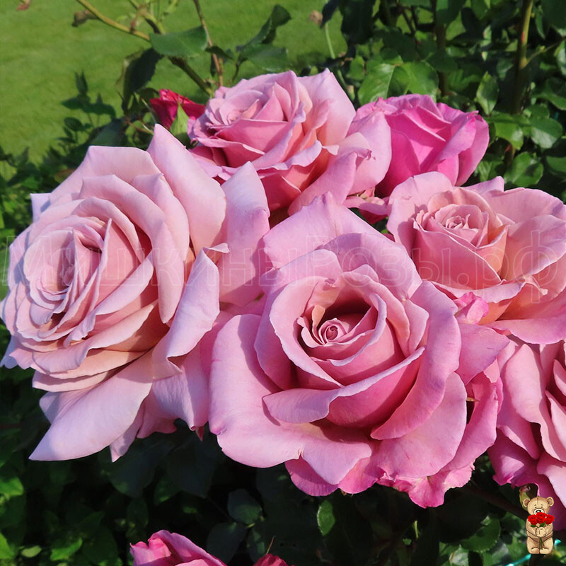 Роза Симпли Джорджиус (Simply Gorgeous)