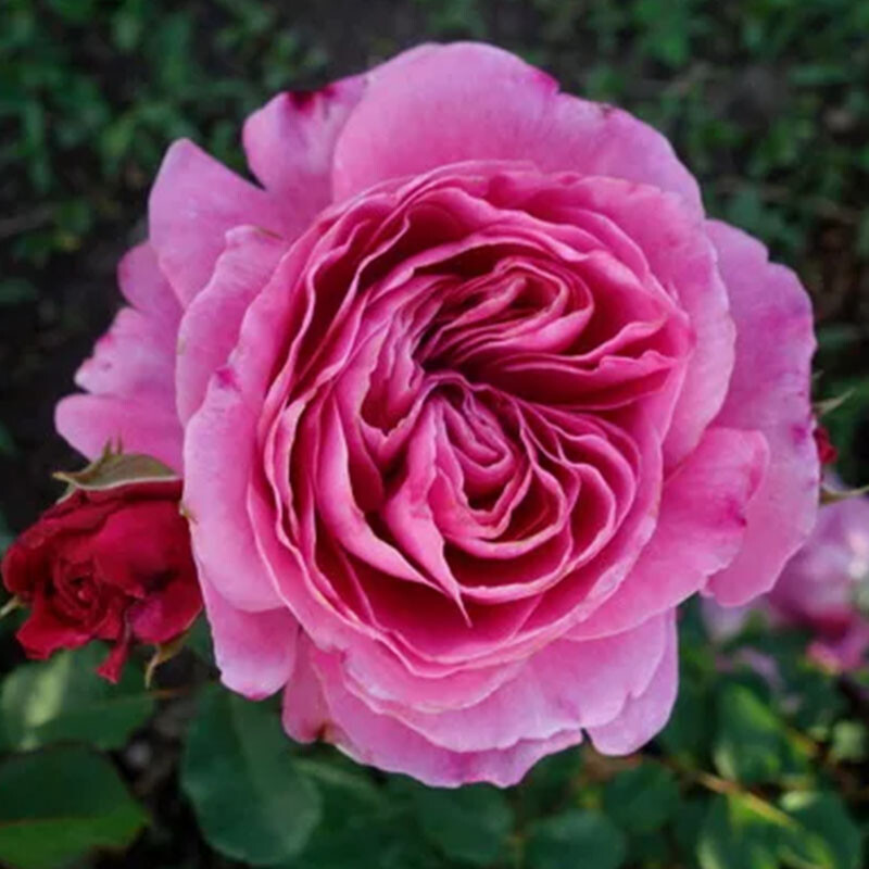 Абдиэль (Abdiel)