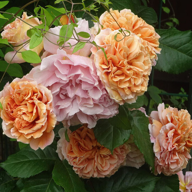 Бэль д`Анжу (Belle d`Anjou)