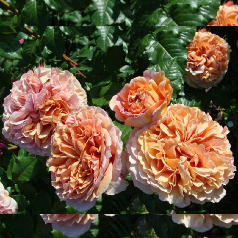 Бэль д`Анжу (Belle d`Anjou)