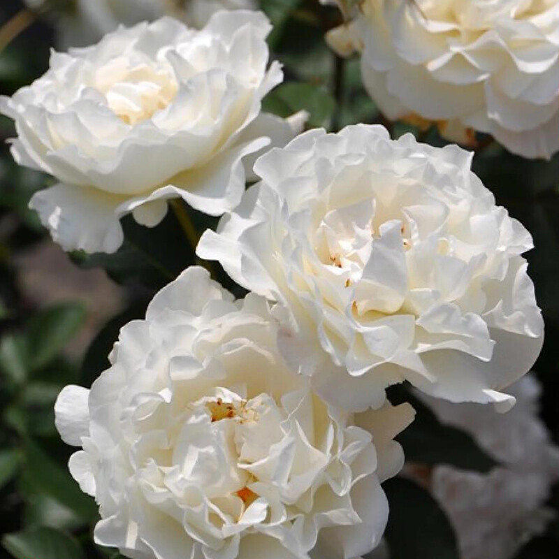 Сур ла Нейдж (Sur la Neige)