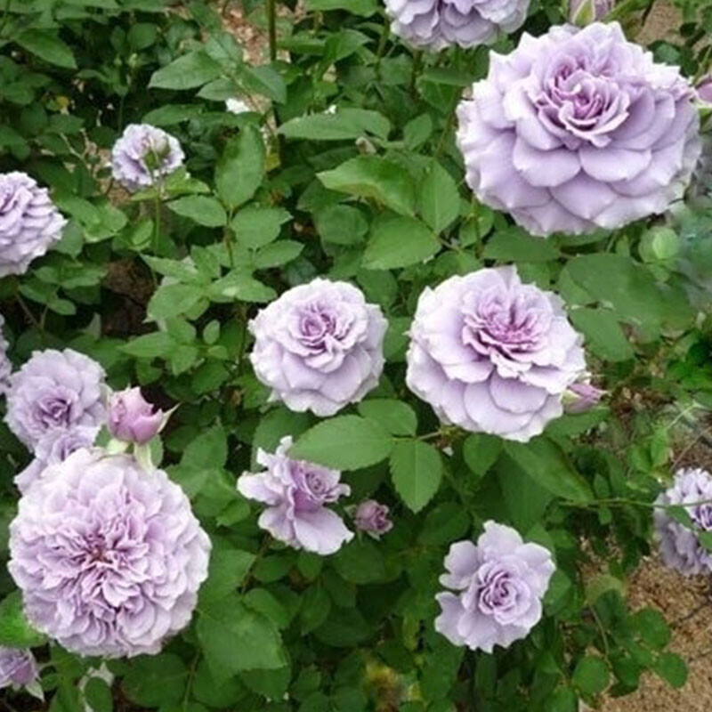 Тамамо (Tamamo)