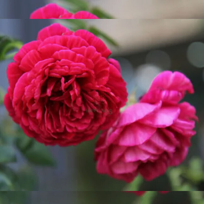 Лигар- 230 (Ligare- 230)