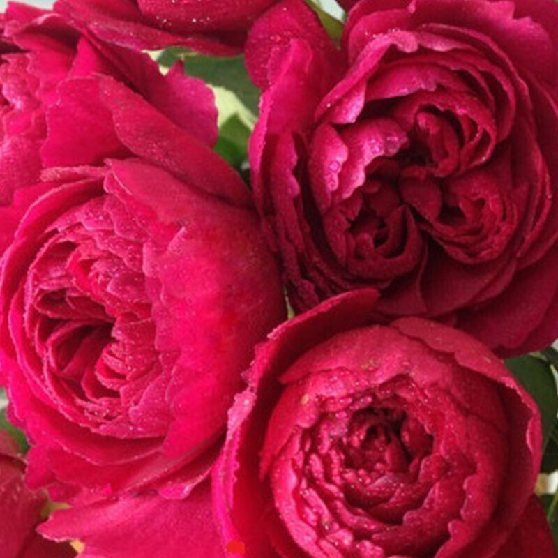 Лигар- 230 (Ligare- 230)