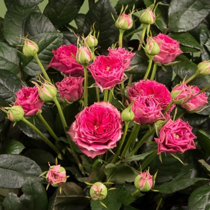 Бабушка Джози (Grandma's Finest Josy)