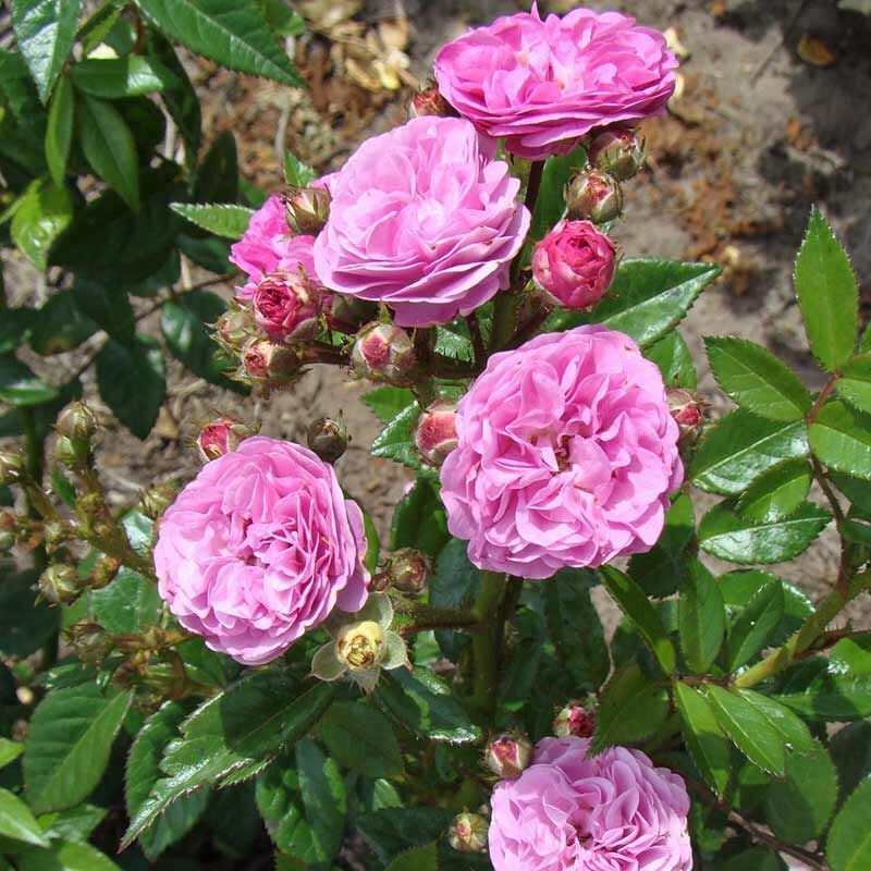 Аллевья ( Allevia )