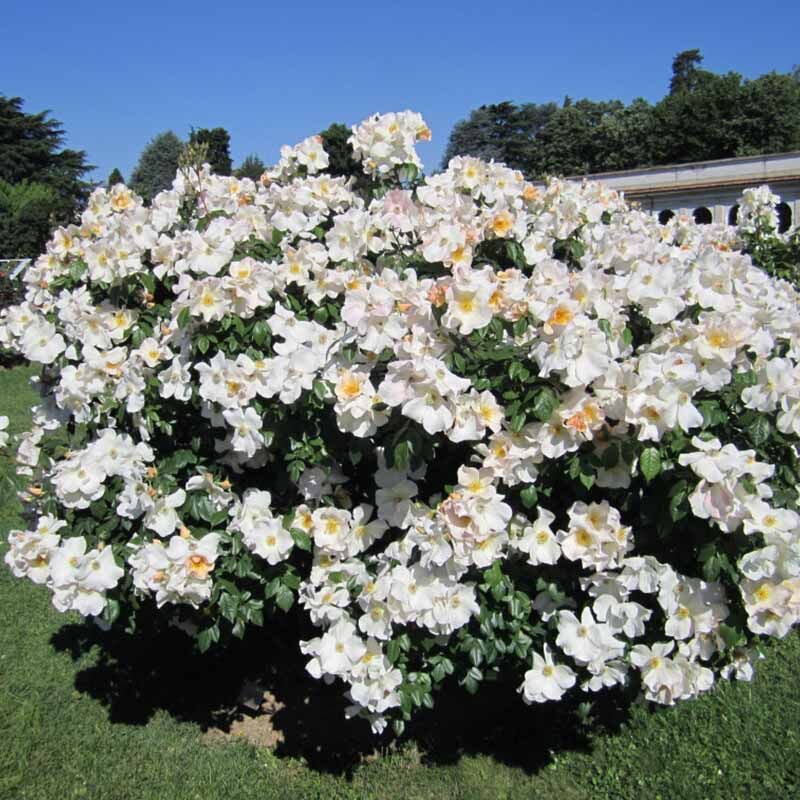 Салли Холмс (Sally Holmes)