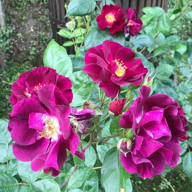 Найт Оул (Night Owl)