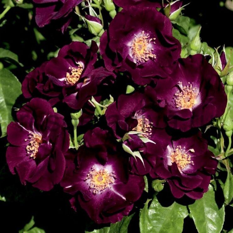 Найт Оул (Night Owl)