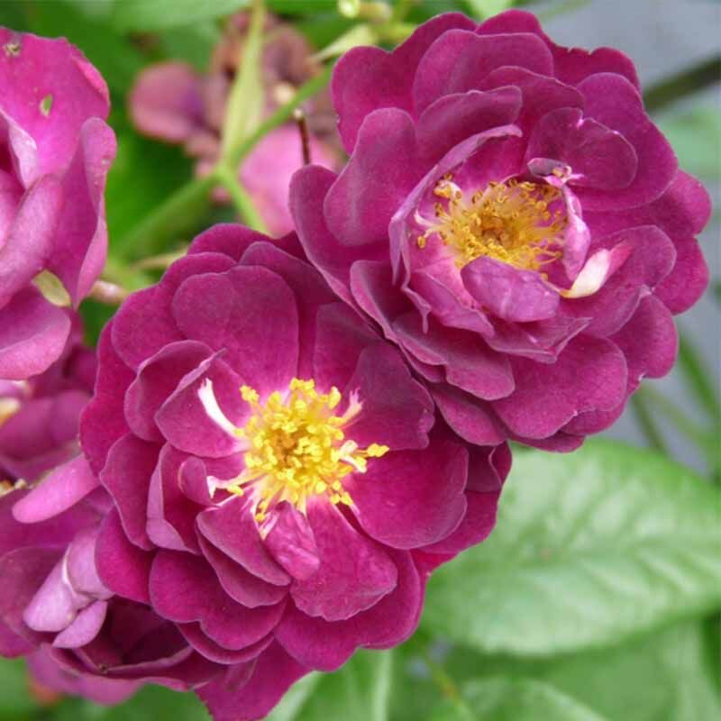 Роза Перенниал Блю (Perennial Blue)