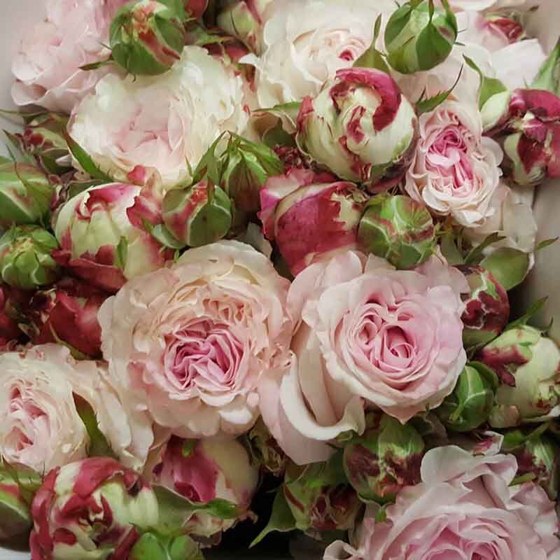 Дольче Саммерхаус (Dolce Summerhouse)