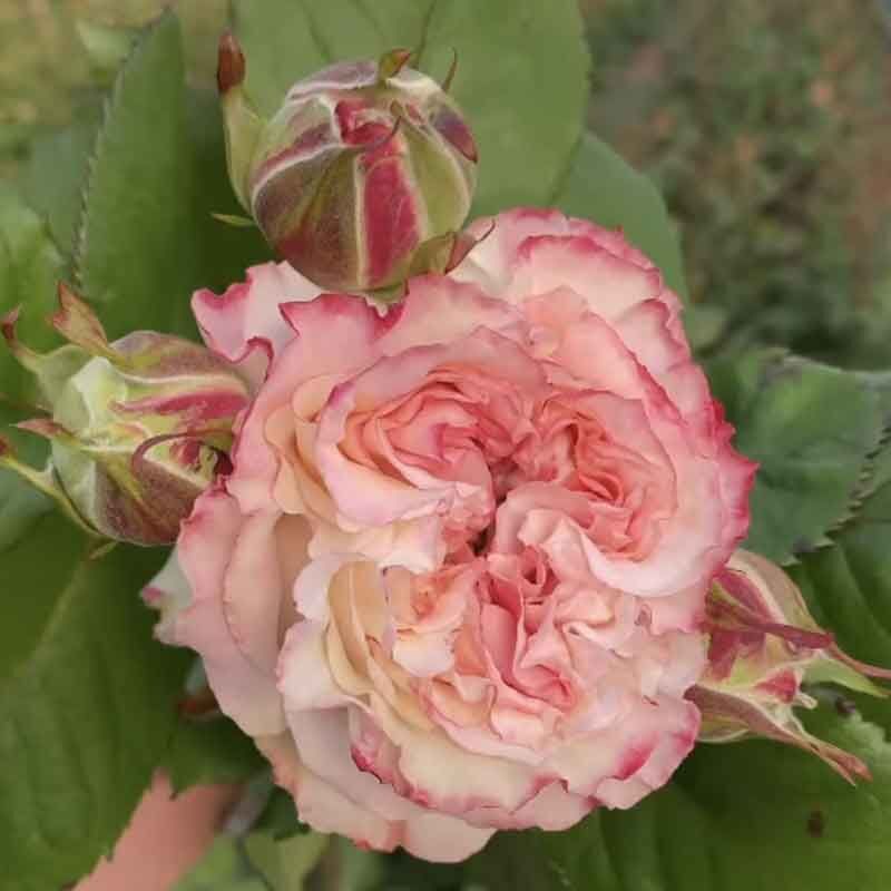 Дольче Саммерхаус (Dolce Summerhouse)